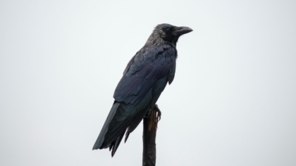 crow perched on a tree branch